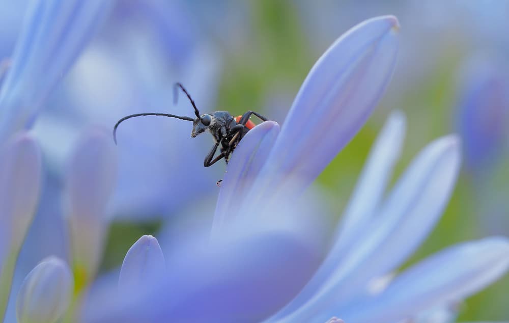 Tiny Beetle Blue Flower by Thierry Dufour — canvas wall art