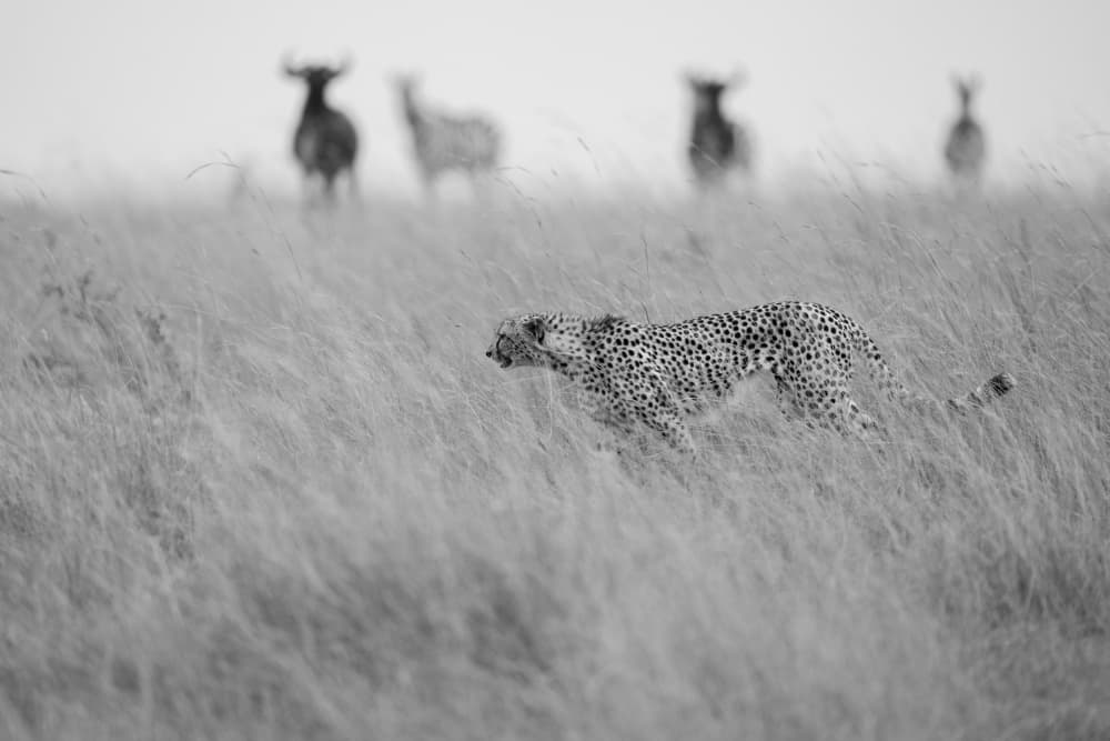 Cheetah's Grassy Pursuit by Rajat Dhesi — canvas wall art