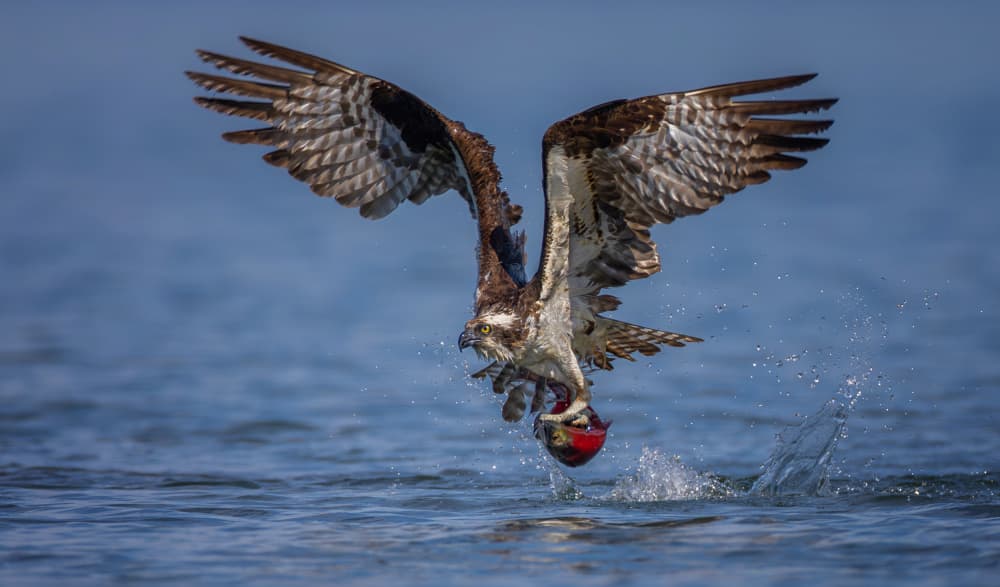 Osprey Fish Catch by Max Wang — canvas wall art