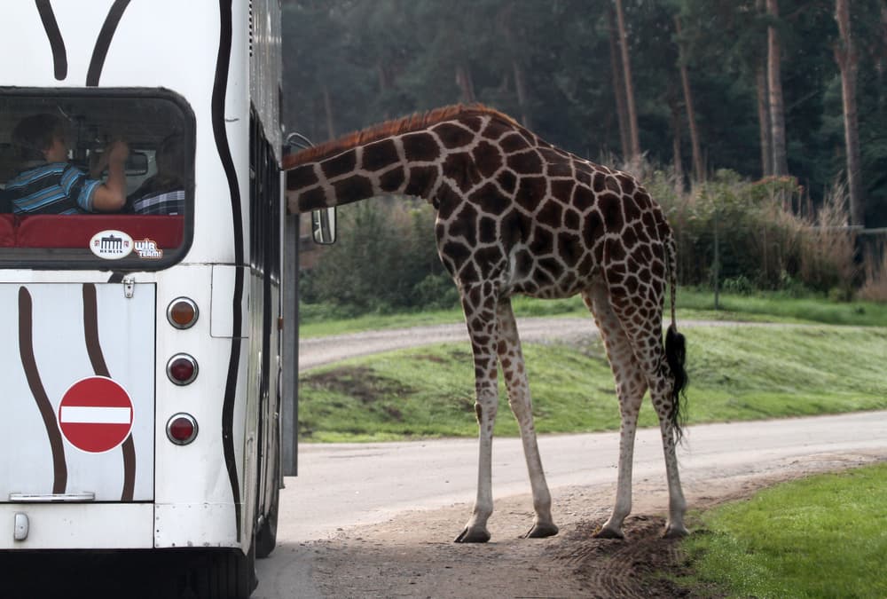Curious Giraffe Bus Encounter by Hans-Wolfgang Hawerkamp — canvas wall art