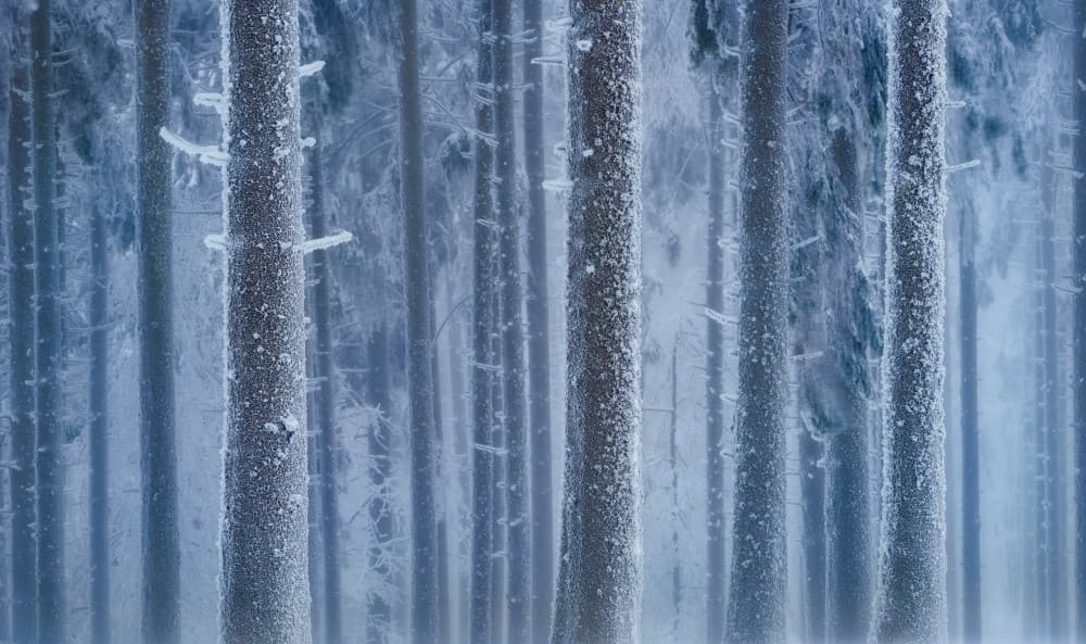 Frosted Winter Forest by Szabo Zsolt Andras — canvas wall art