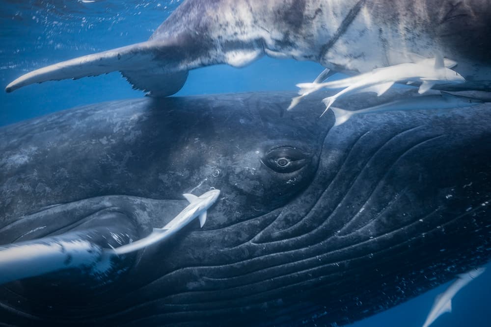 Humpback Whale Close Up by Barathieu Gabriel — canvas wall art