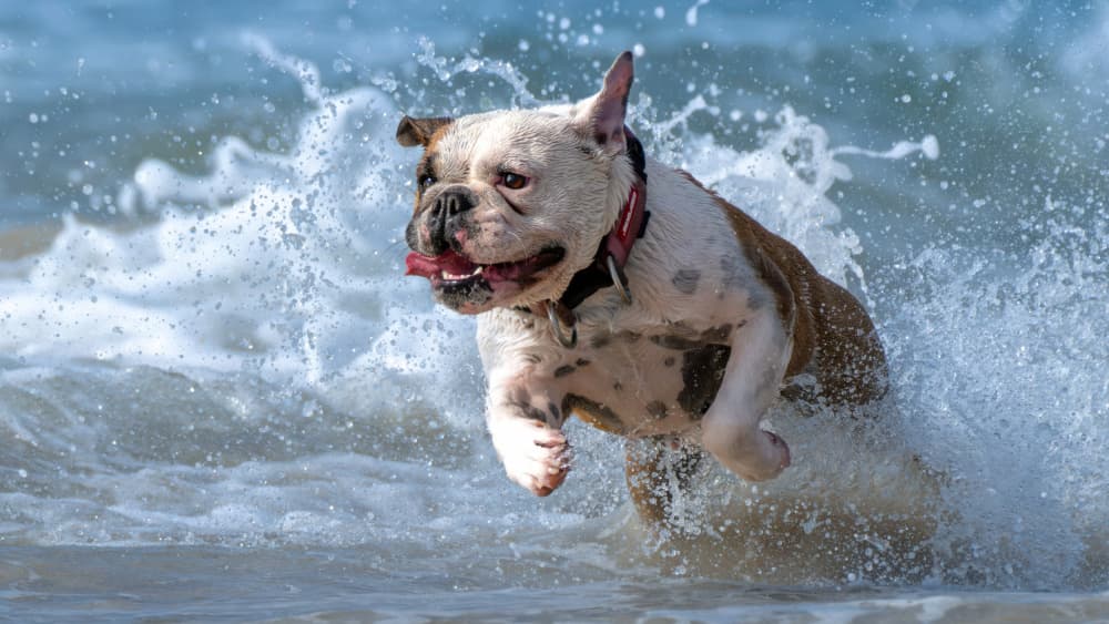 Splash by Emanuel Papamanolis — canvas wall art