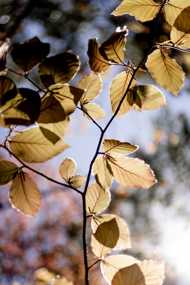 Backlit Golden Leaves by Mareike Böhmer — canvas wall art