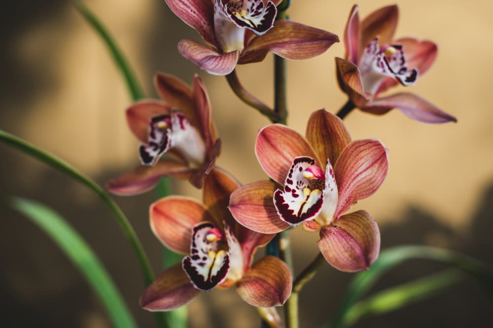 Elegant Pink Orchids by Tim Mossholder — canvas wall art