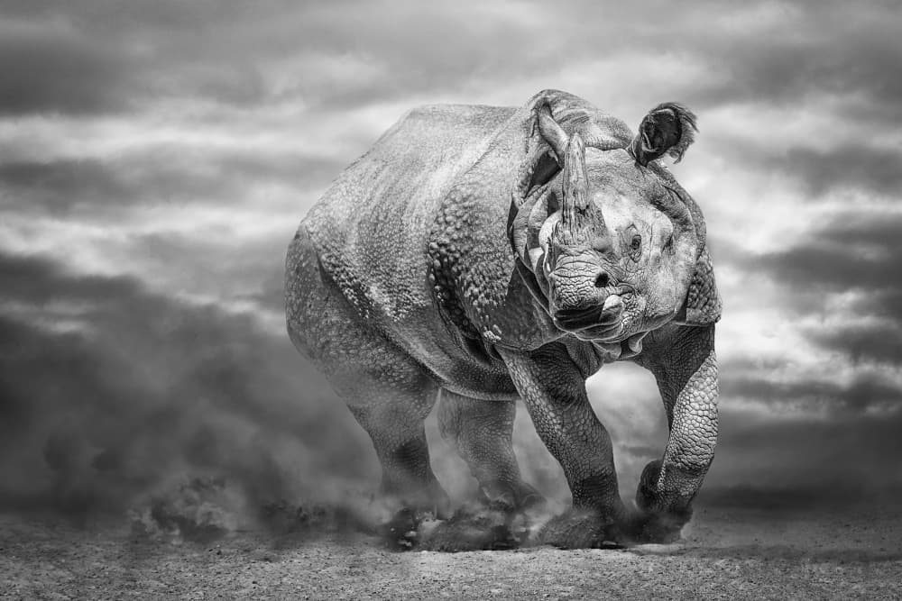 Powerful Rhino Charge by Marcel Egger — canvas wall art