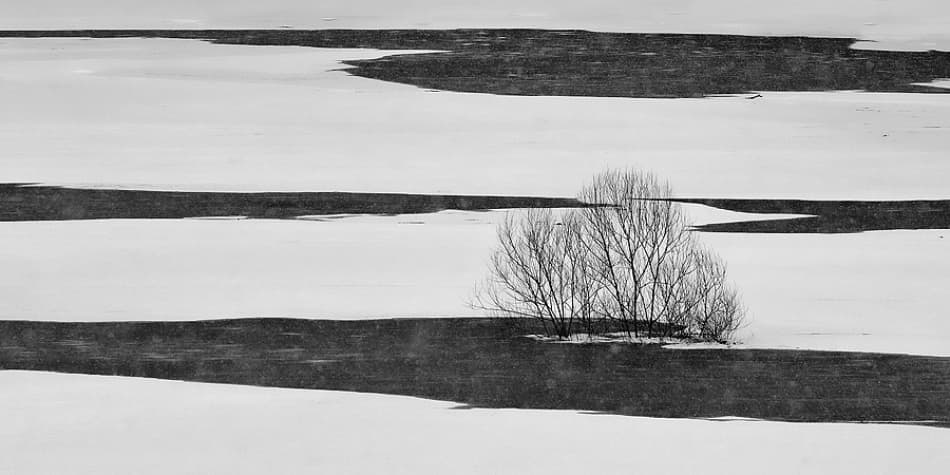 Solitary Winter Tree by Jure Kravanja — canvas wall art