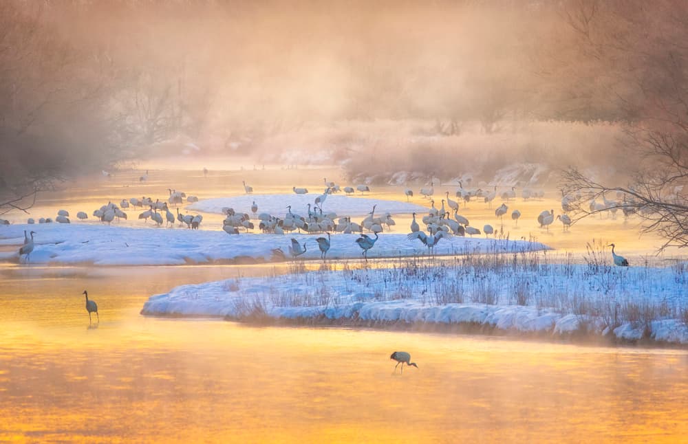 Golden Morning Cranes by Larry Deng APA — canvas wall art