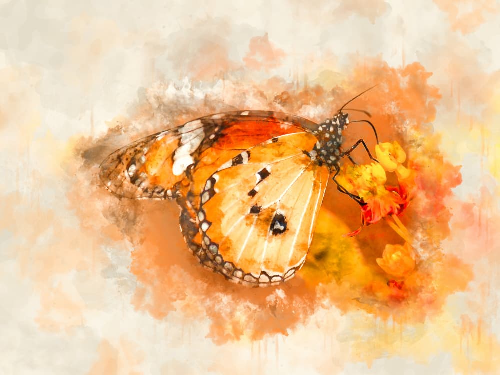 Vibrant Butterfly Bloom by Vesuvik Designs — canvas wall art