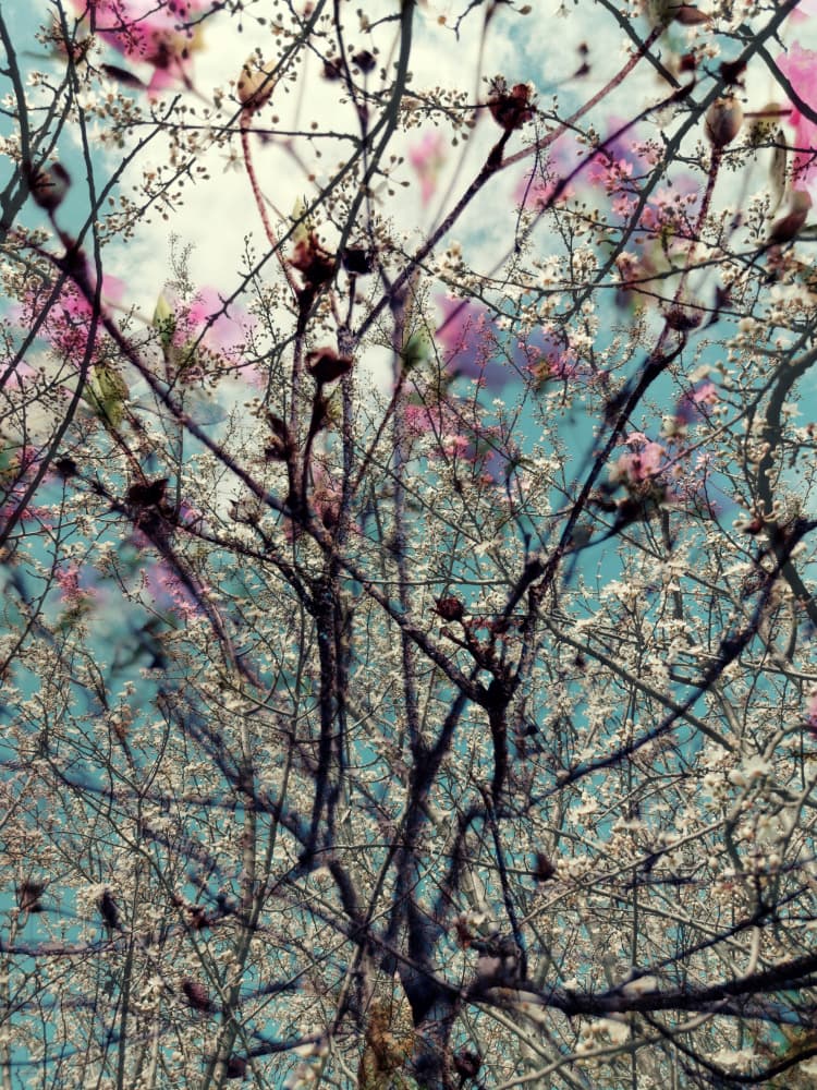 Layered Spring Bloom by Angelo Cerantola — canvas wall art
