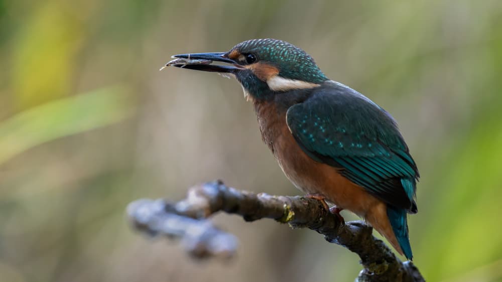 Vibrant Kingfisher Catch by Damian Stopczynski — canvas wall art
