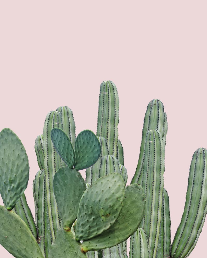 Pink Desert Cacti by Bronwyn Baker — canvas wall art