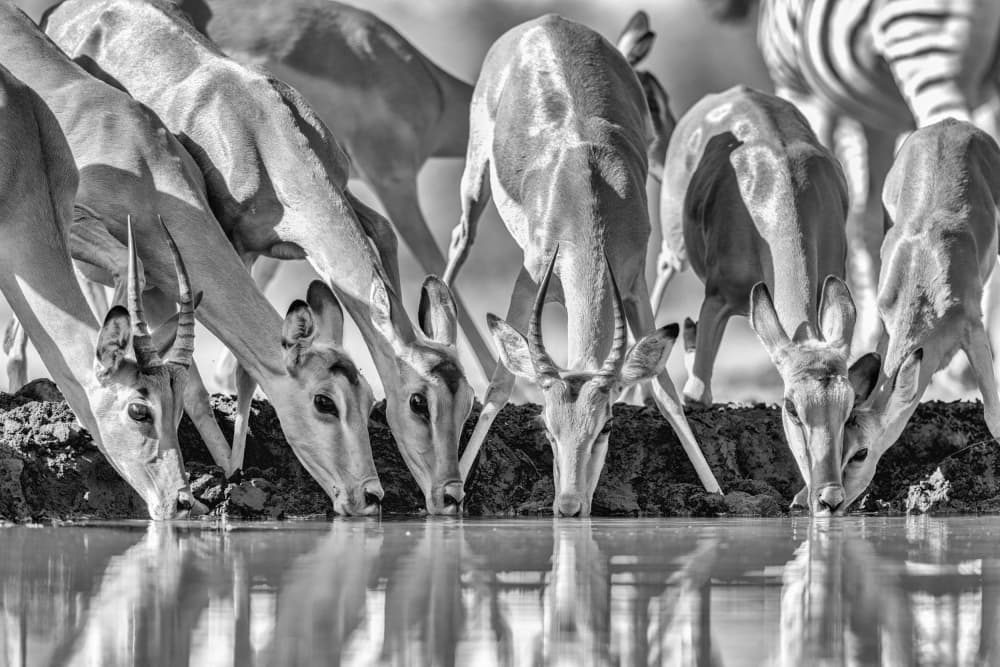Serene Impalas Drinking by Jun Zuo — canvas wall art