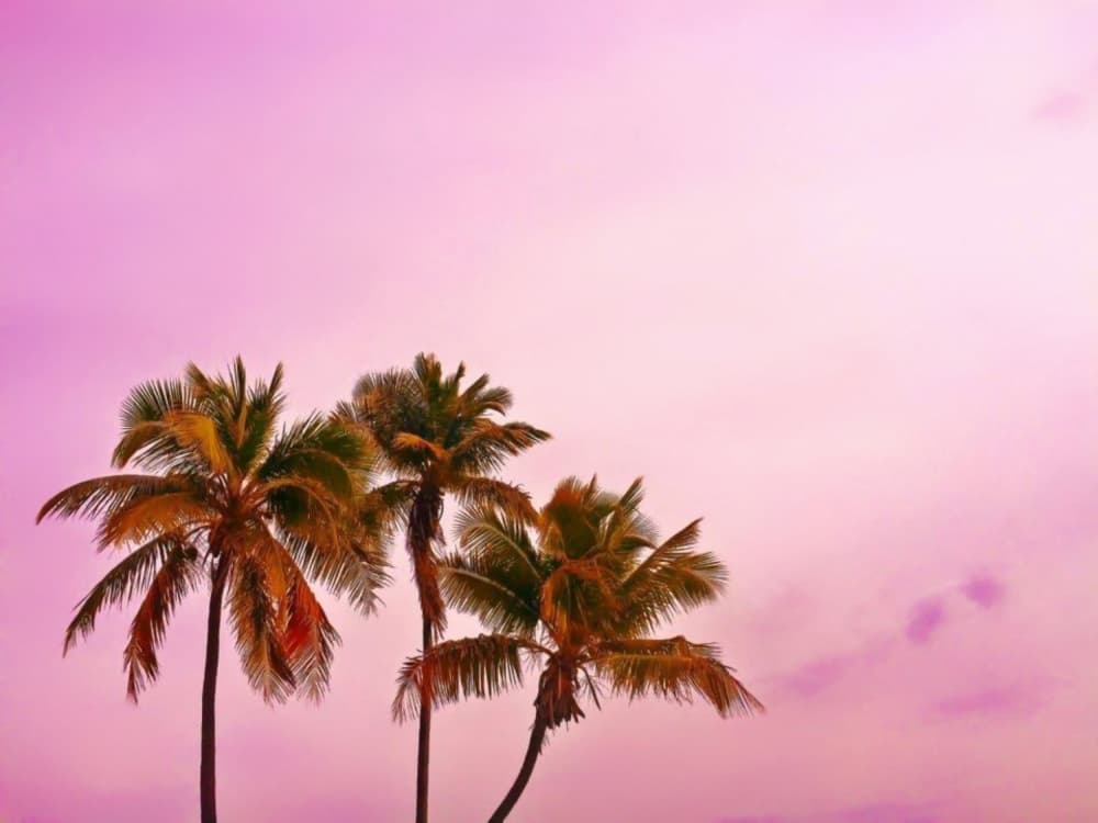 Pink Sky Palm Trees by Del Mundo Imagery — canvas wall art