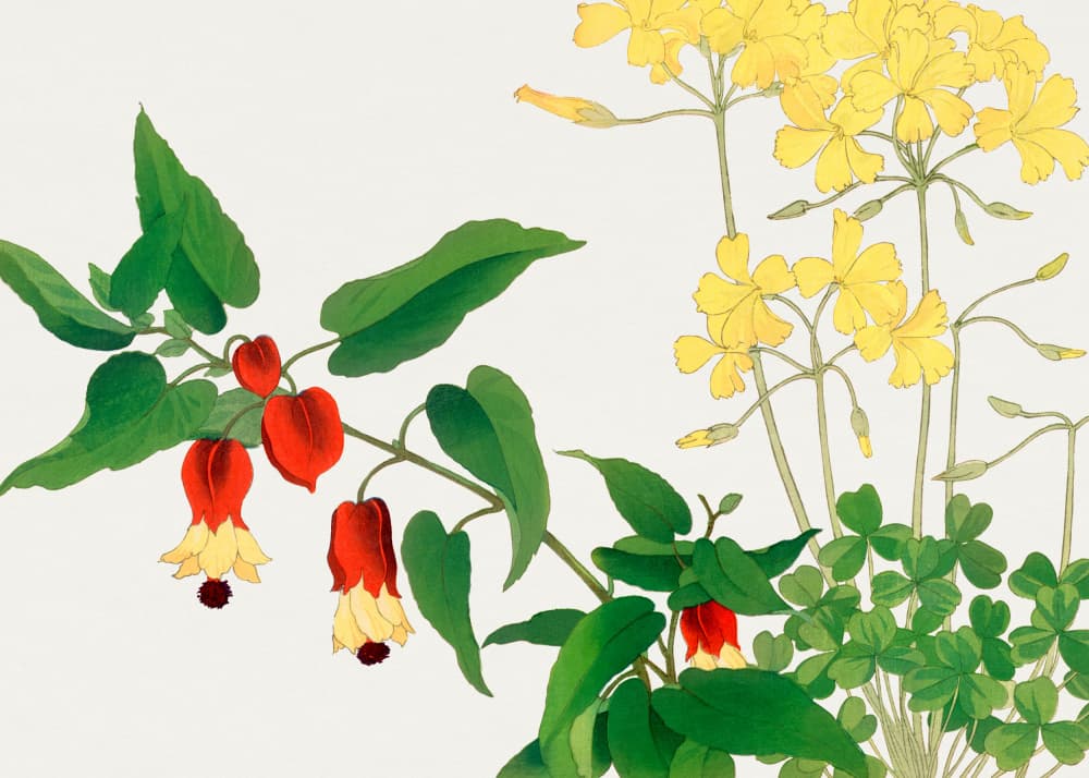 Wood Sorrel No.2 by Tanigami Konan — canvas wall art
