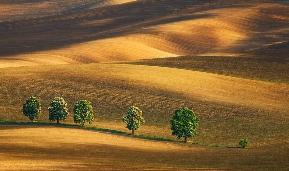 Green Trees Golden Fields by Krzysztof Browko — canvas wall art