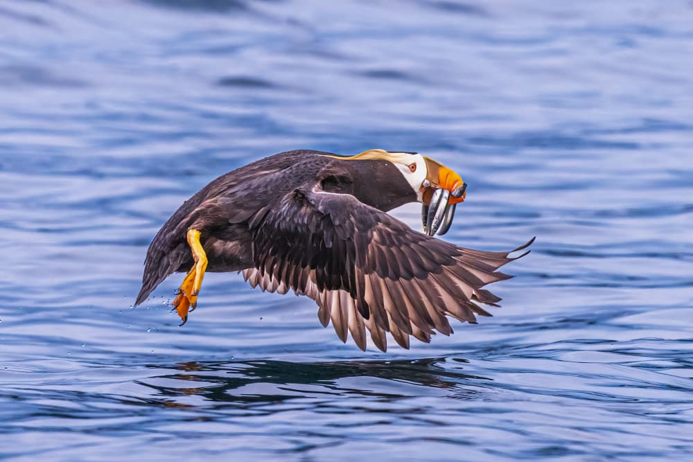 Puffin Takes Flight by Jeffrey C. Sink — canvas wall art