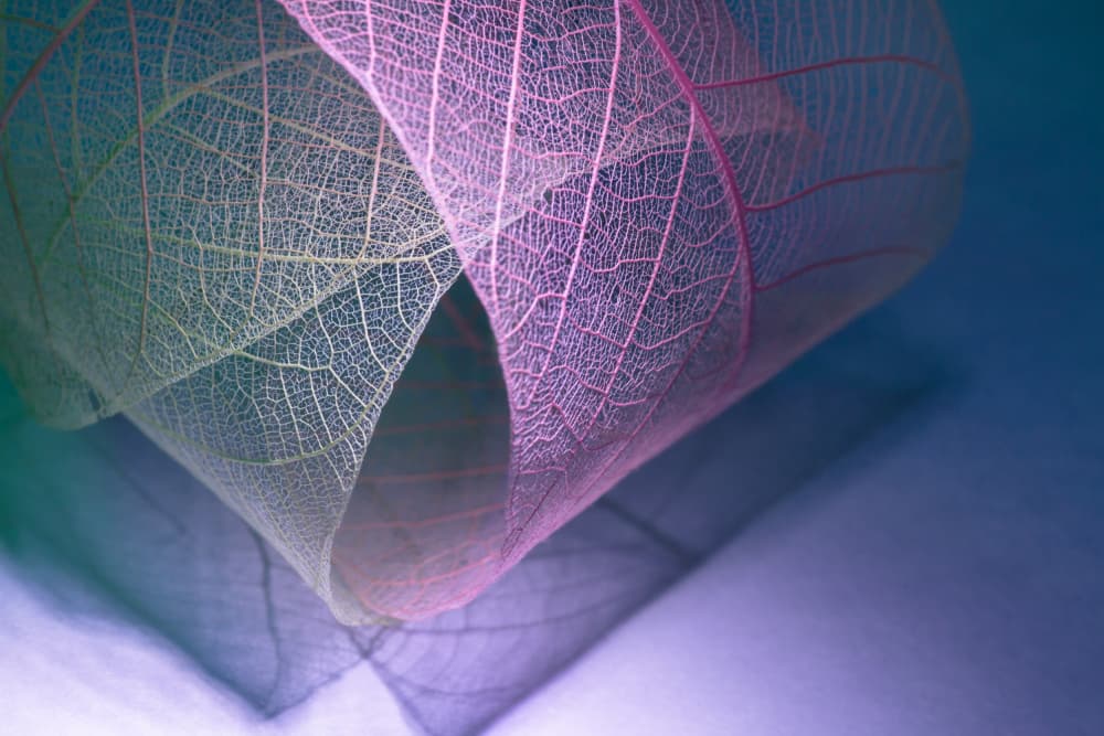 Vibrant Ethereal Leaves by Shihya Kowatari — canvas wall art