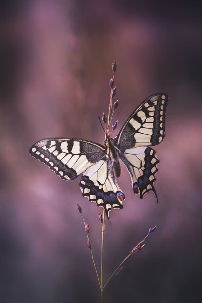 Swallowtail Butterfly Lavender by Fabrizio Daminelli — canvas wall art