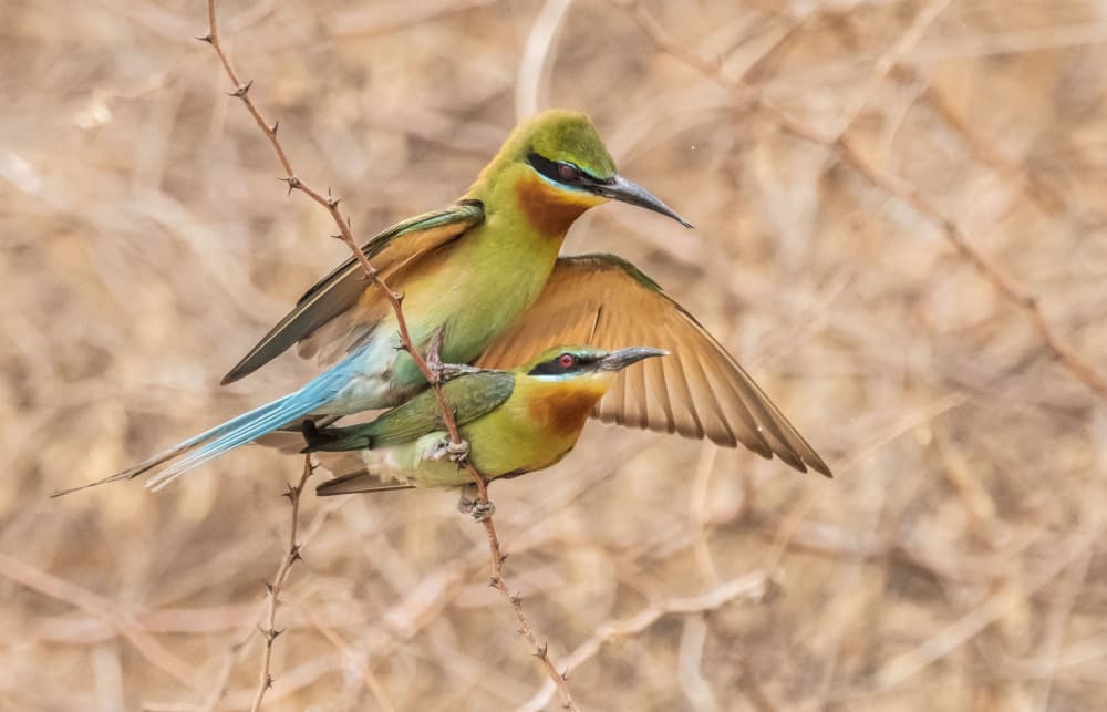 Vibrant Bee-eater Couple by Manish Nagpal — canvas wall art
