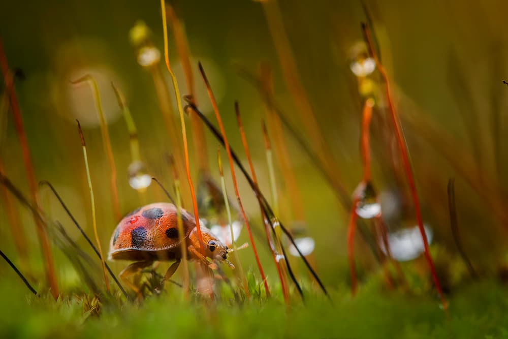 Dewy Ladybug on Moss by Hendy Mp — canvas wall art