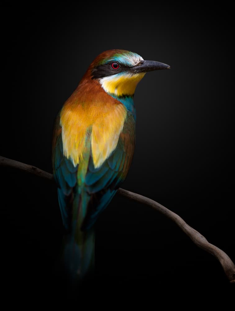 Vibrant Bird On Branch by fegari — canvas wall art