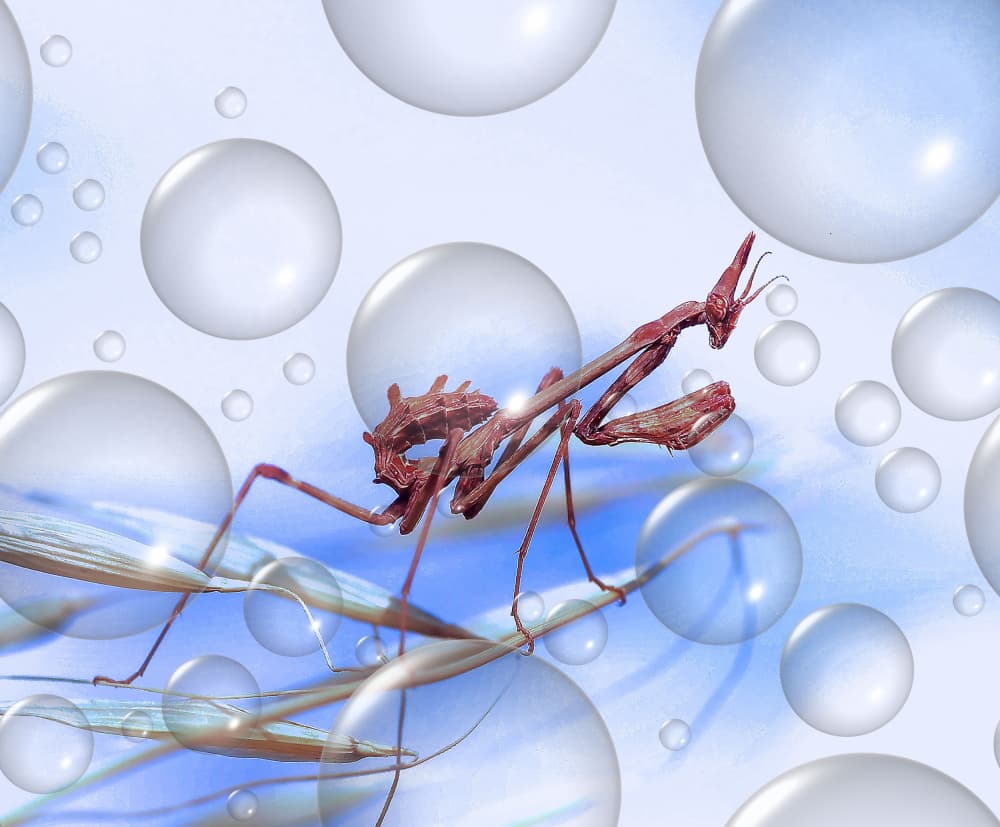 Dreamy Mantis Bubbles by Thierry Dufour — canvas wall art