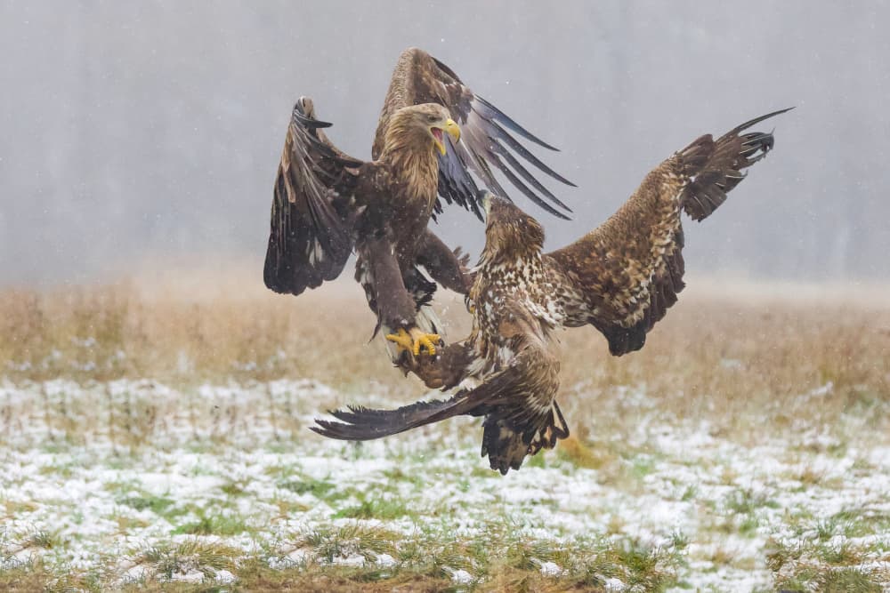 Eagles in Midair Battle by David Manusevich — canvas wall art