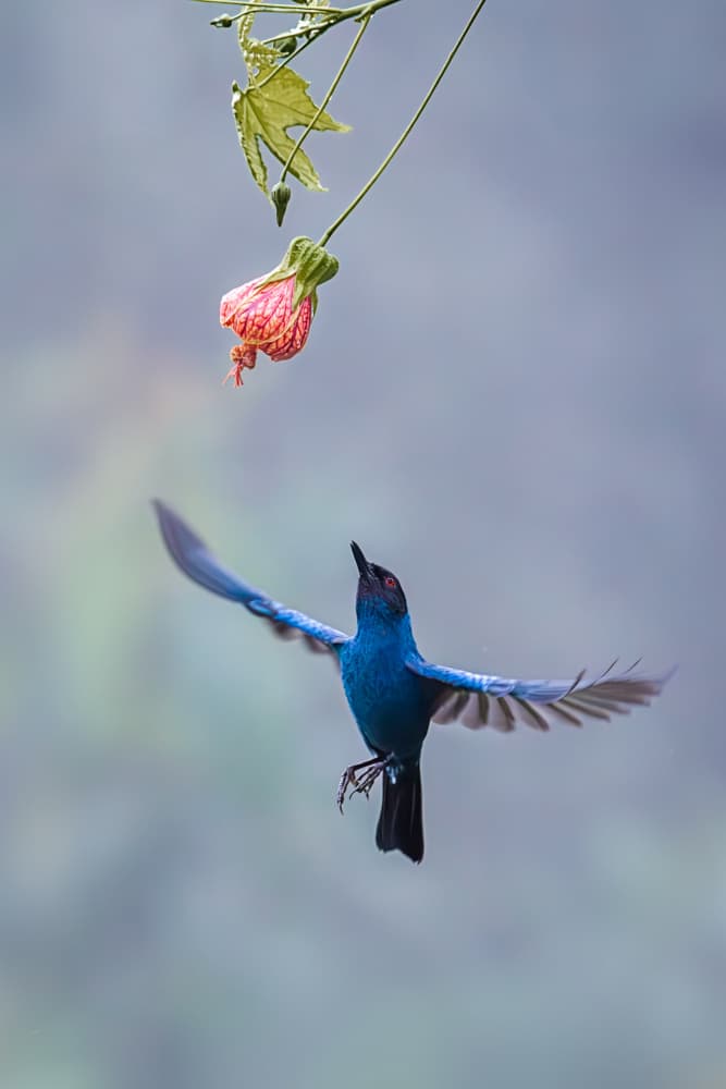 Blue Bird and Flower by Siyu_Wei APA — canvas wall art
