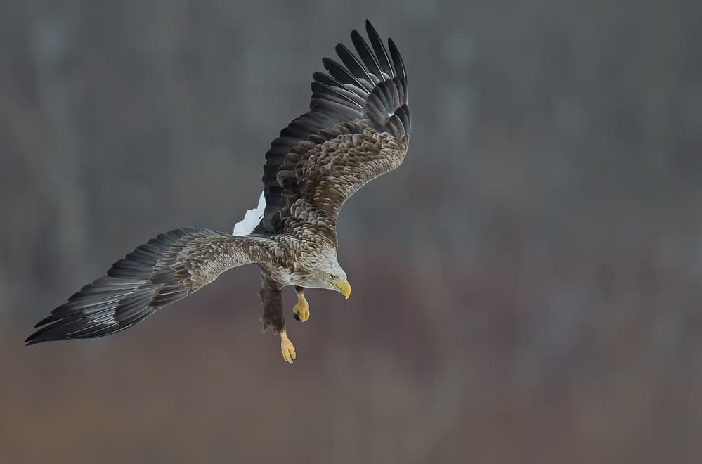 Powerful Eagle Dive by C.S. Tjandra — canvas wall art