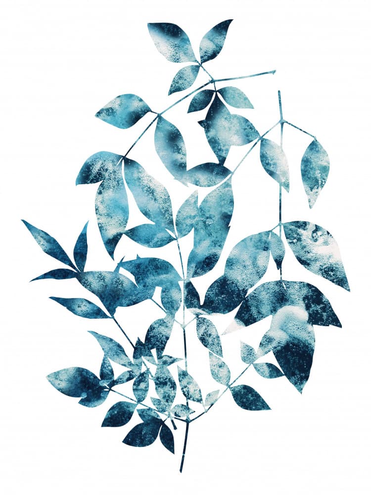 Blue Watercolor Leaves by Angelo Cerantola — canvas wall art