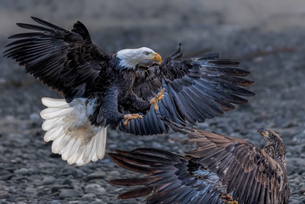 Clash Of Eagles by Jun Zuo — canvas wall art