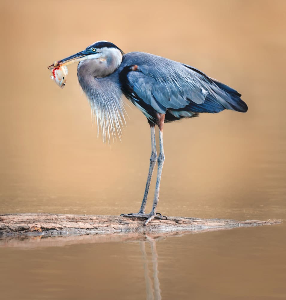 Great Blue Heron With Catch by Catherine Wang — canvas wall art