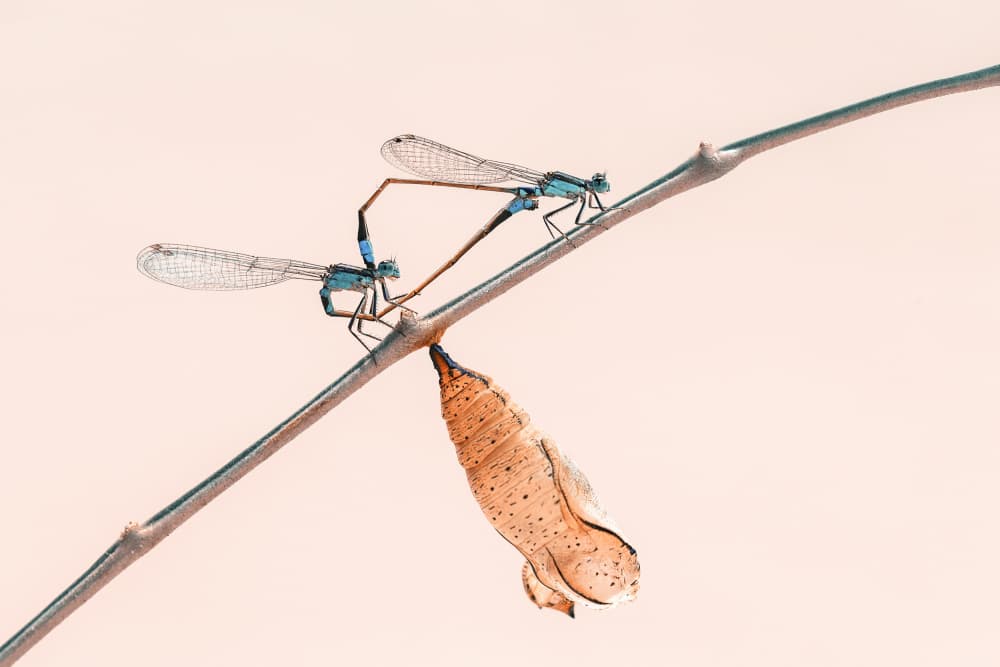Mating Damselflies Chrysalis by Andi Halil — canvas wall art
