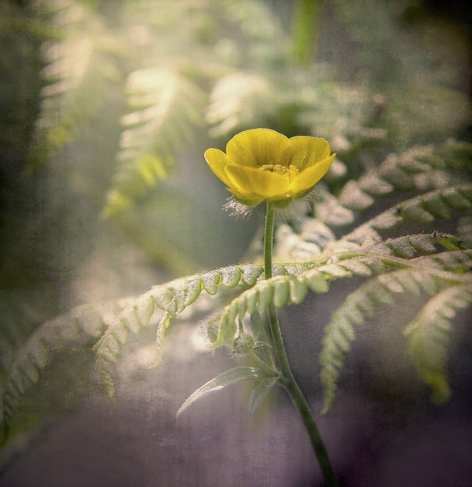 Soft Yellow Fern Bloom by Anna Cseresnjes — canvas wall art