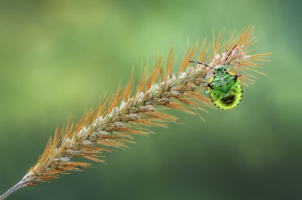 Vibrant Green Insect by Atul Saluja — canvas wall art