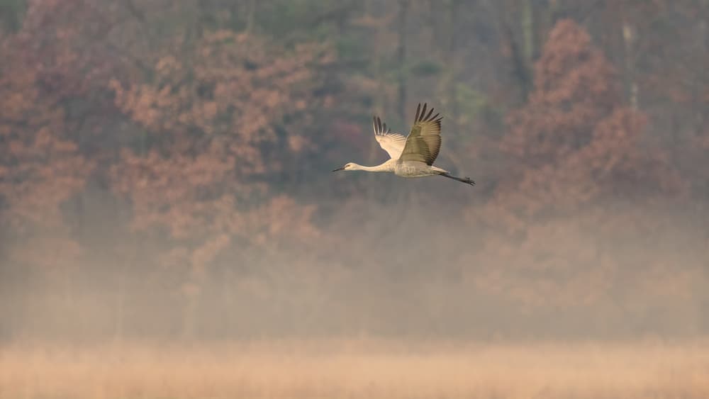 Crane Through Autumn Mist by John Fan — canvas wall art