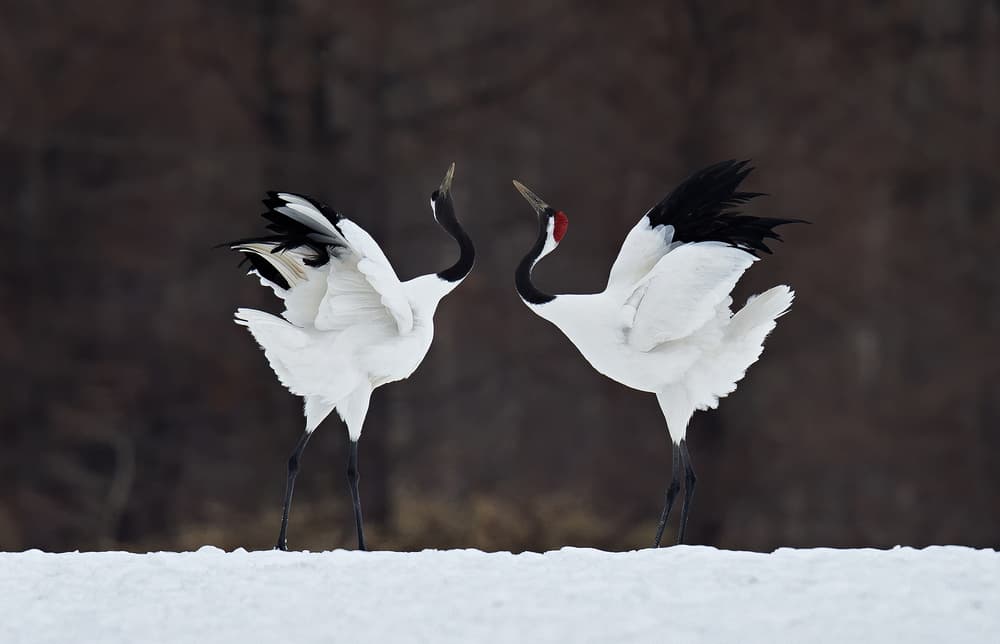 Elegant Crane Dance by C.S. Tjandra — canvas wall art