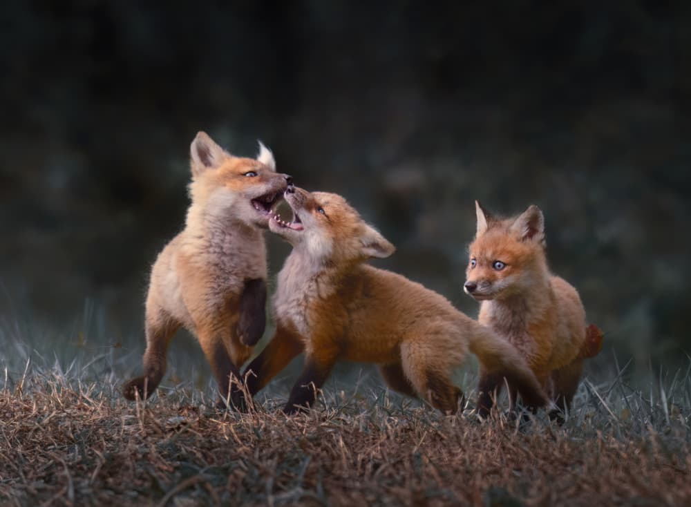 Playful Fox Kits by Wei Xu — canvas wall art