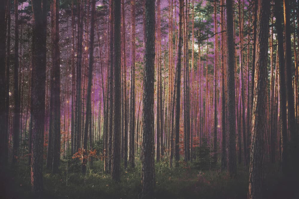Mystic Purple Forest by Emiliano Deificus — canvas wall art