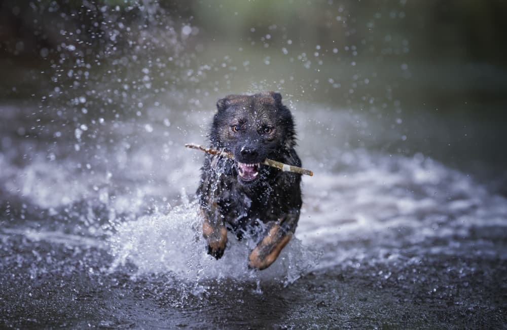 Happy Dog Running Water by Alfonso maseda varela — canvas wall art