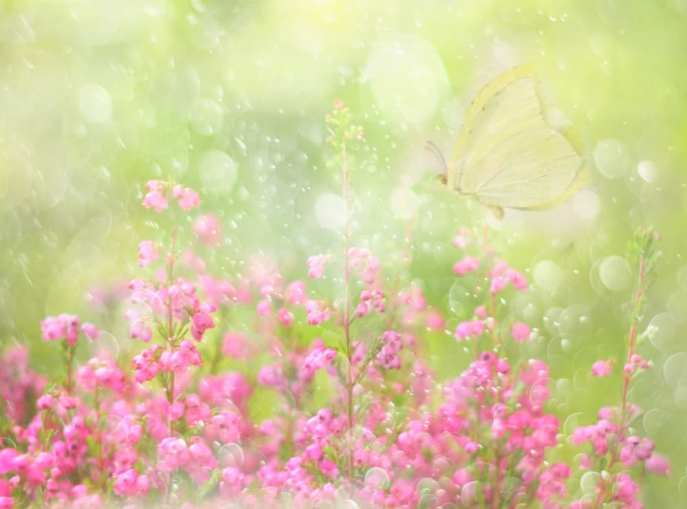Soft Summer Butterfly by Delphine Devos — canvas wall art