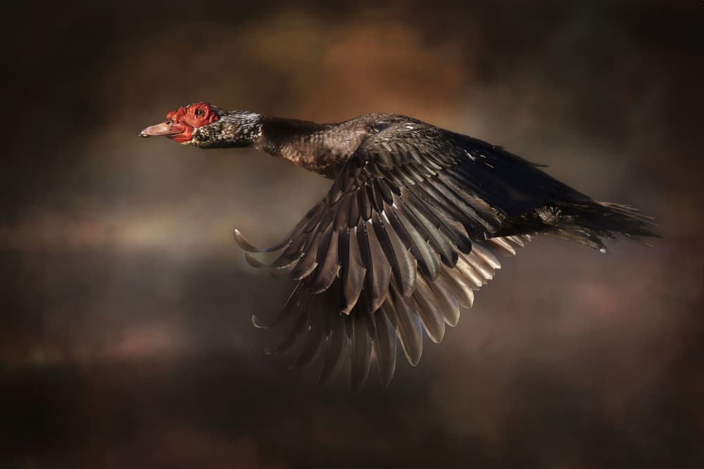 Muscovy Duck in Flight by Linda D Lester — canvas wall art