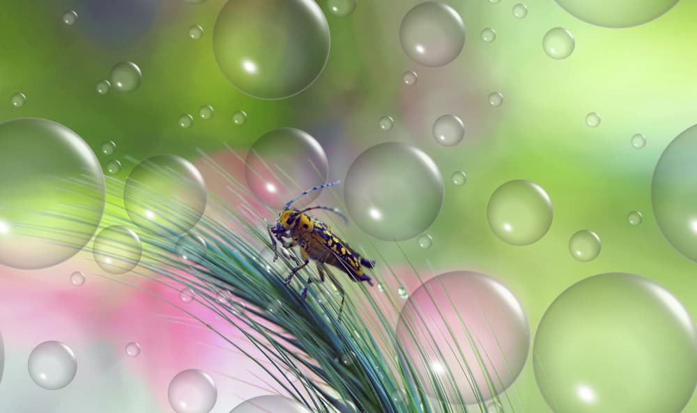 Dreamy Beetle Bubbles by Thierry Dufour — canvas wall art