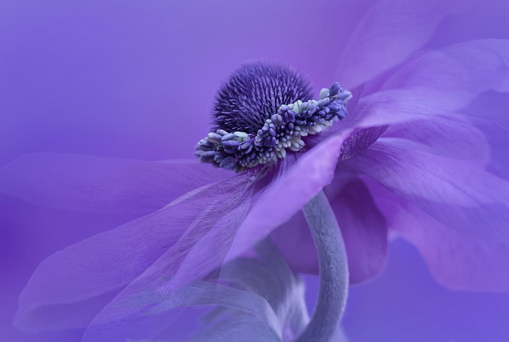 Purple Anemone Bloom by Lydia Jacobs — canvas wall art