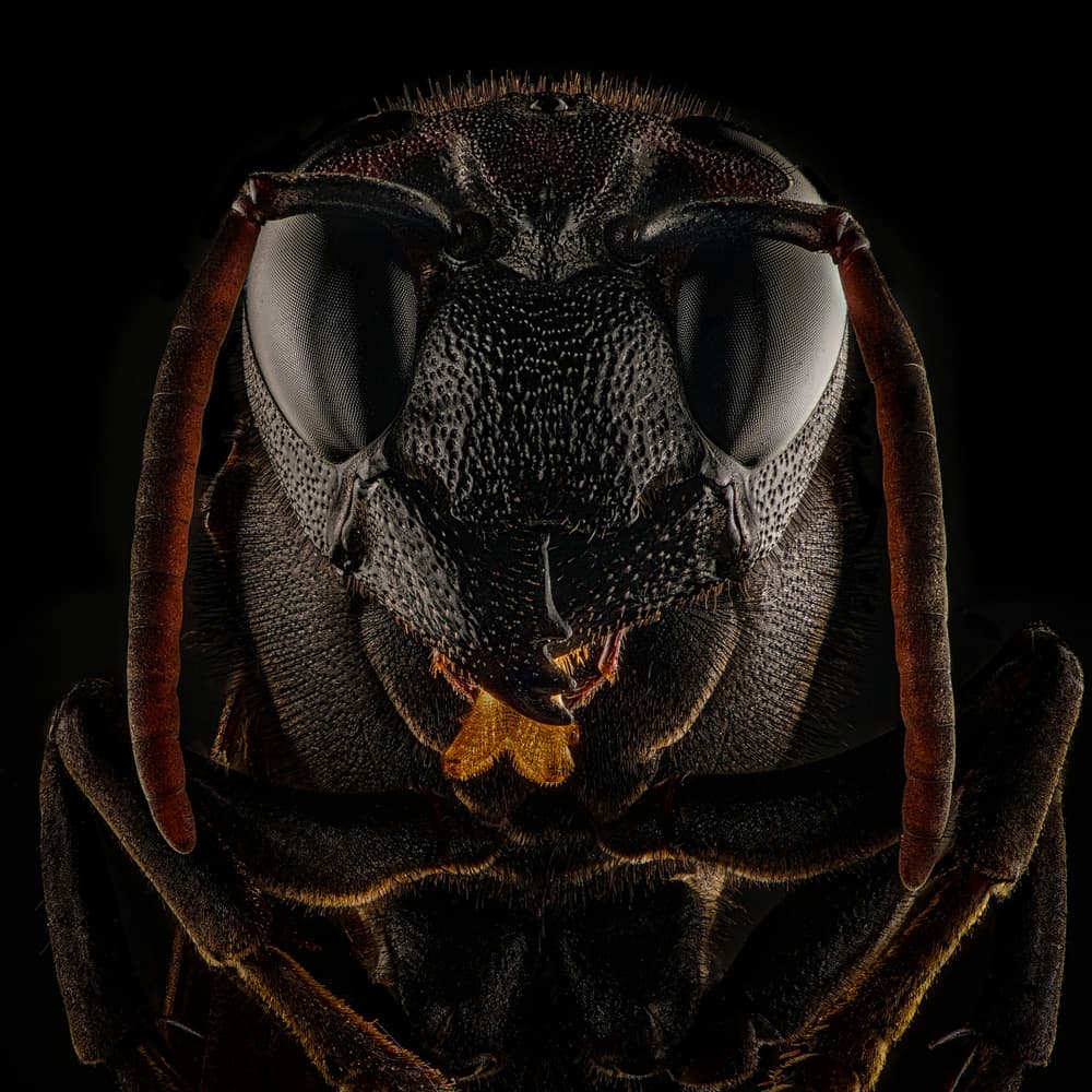 Intense Insect Close-up by Andi Halil — canvas wall art