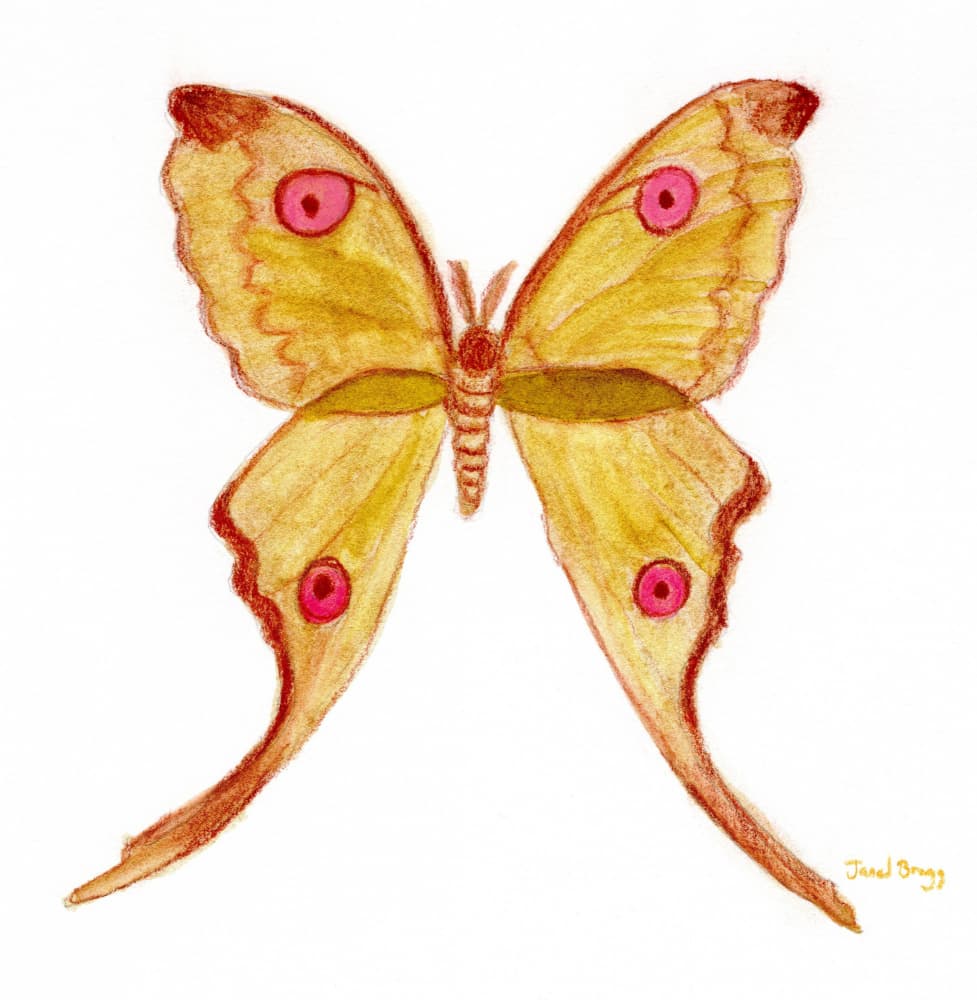 Elegant Yellow Butterfly by Janel Bragg — canvas wall art