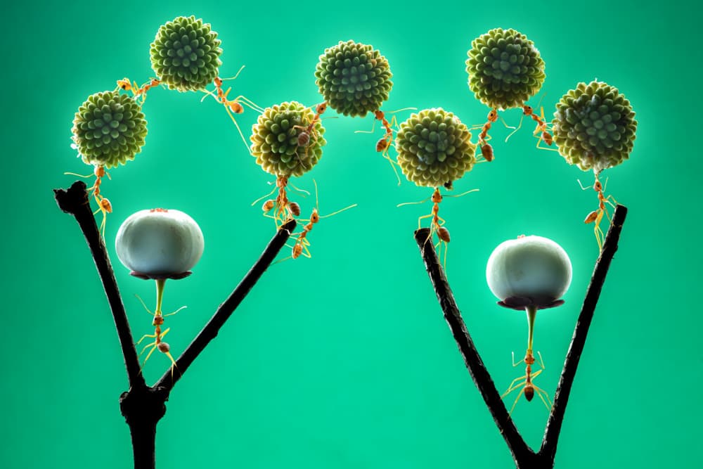 Ants Green Sphere Bridge by Ajar Setiadi — canvas wall art