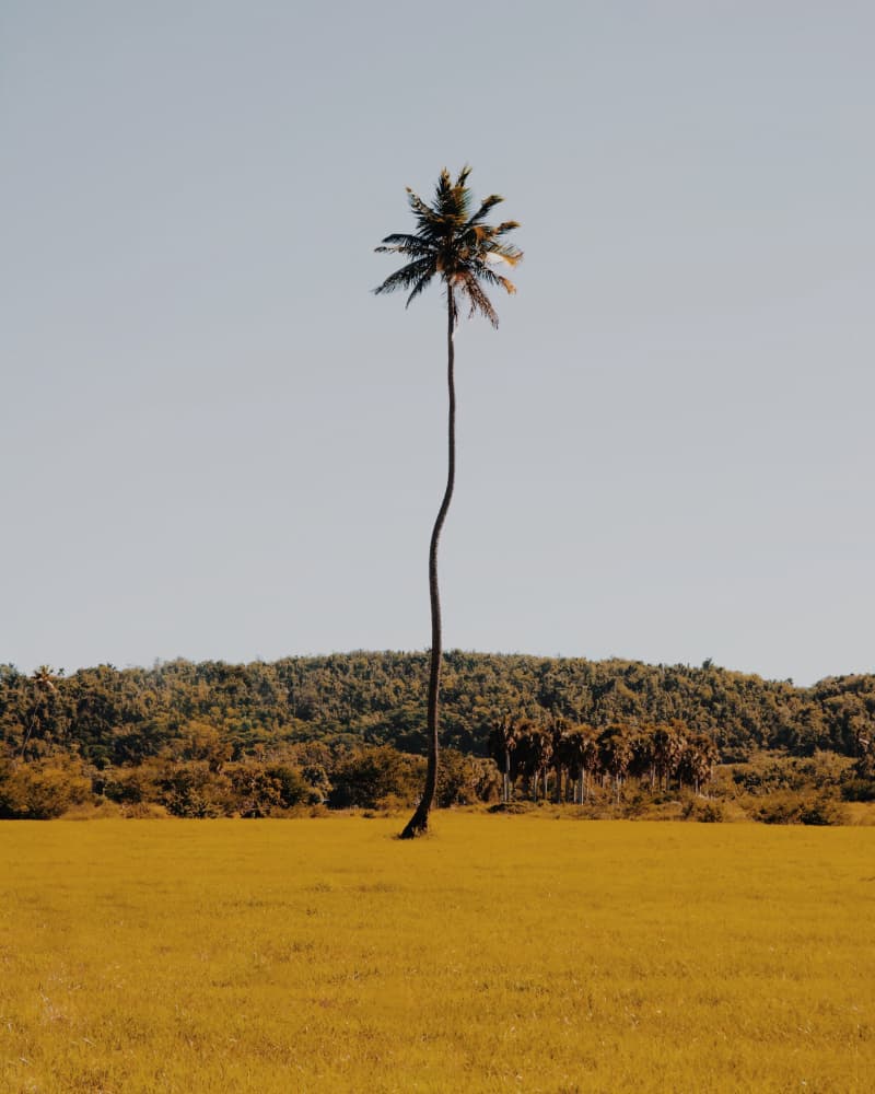 Lone Palm Golden Field by Del Mundo Imagery — canvas wall art