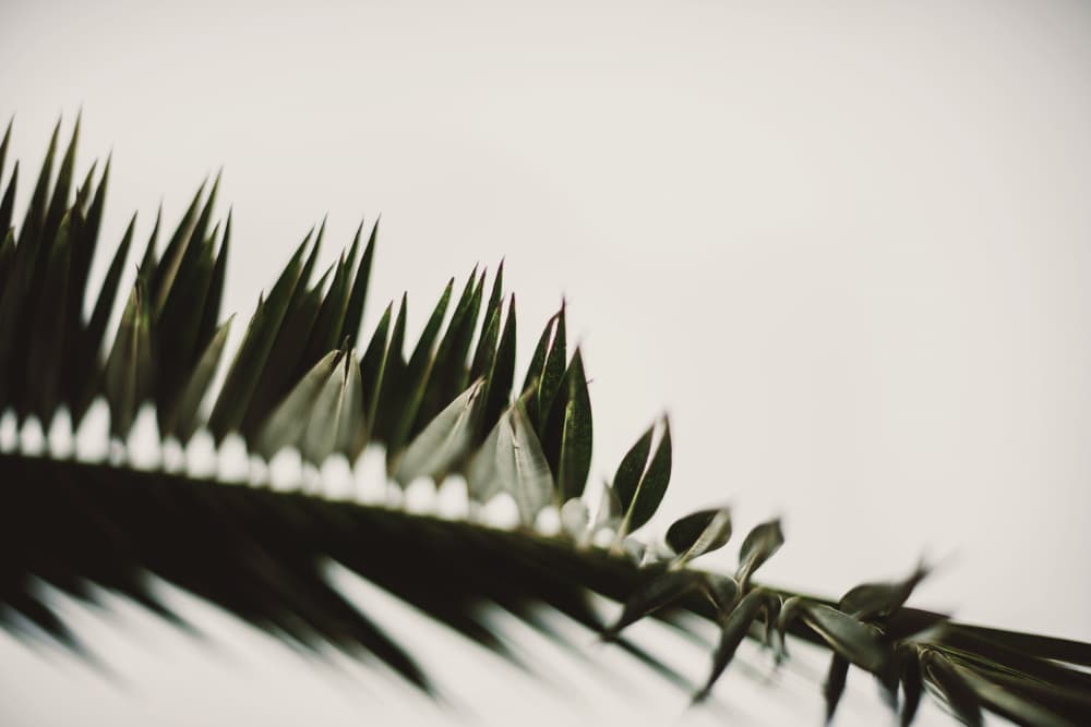 Elegant Green Frond Detail by Tim Mossholder — canvas wall art